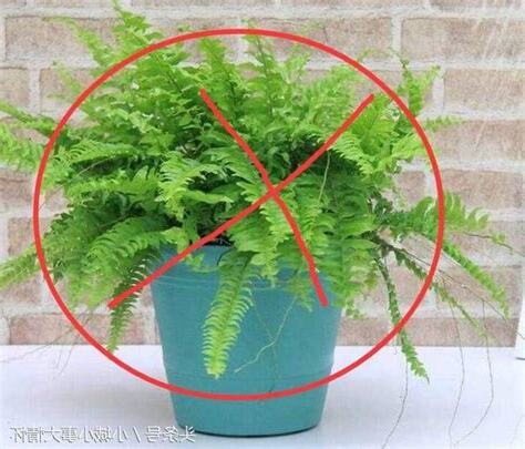 蕨類植物風水
