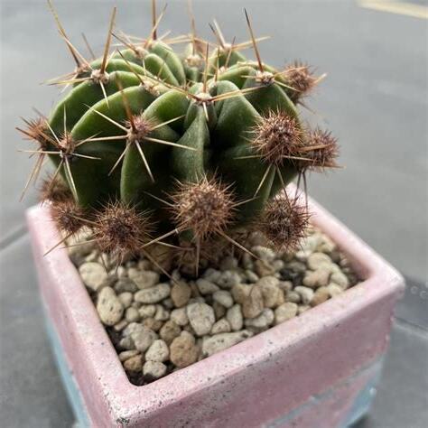 八卦癀仙人掌