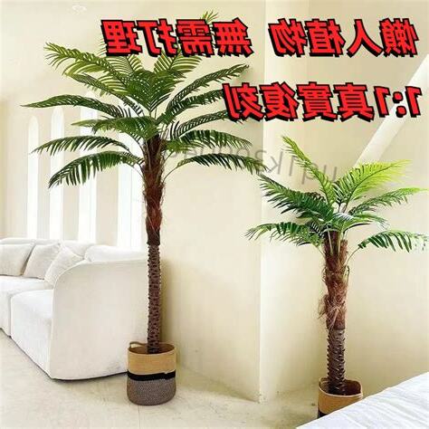 室內椰子樹
