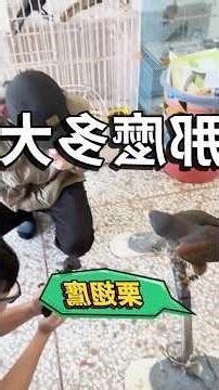 蛇到家裡