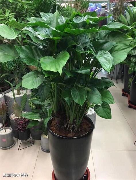 水種大葉植物