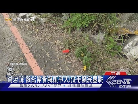 掃墓紅包袋