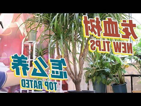 龍血樹擋煞