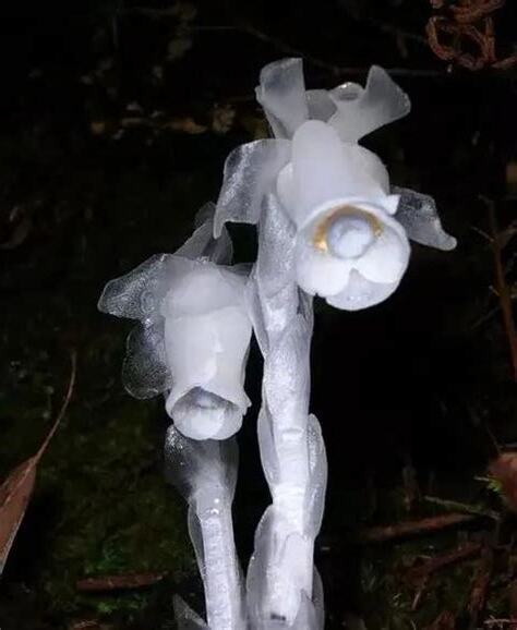 黃泉花