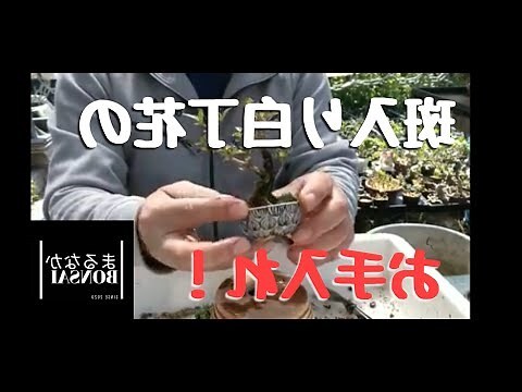 白丁草