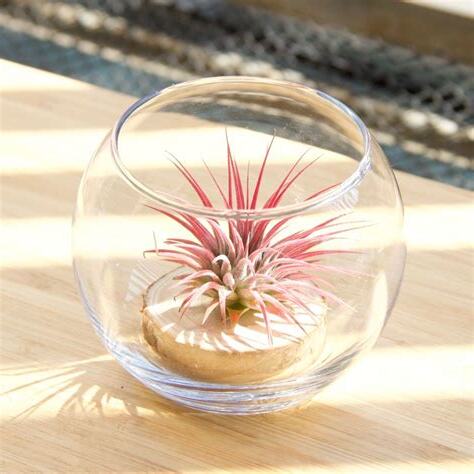 空氣鳳梨辦公室風水