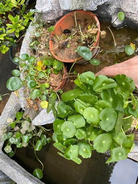 適合養魚的植物