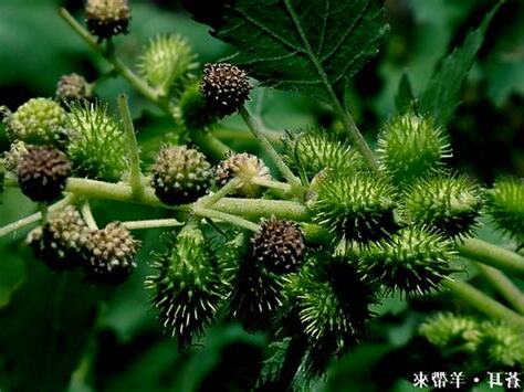 羊帶來功效