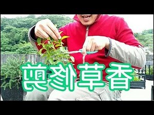 開運竹葉子修剪