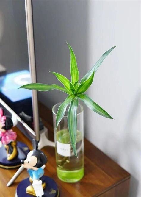 適合養在房間的植物