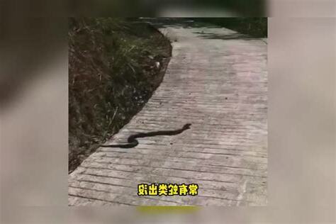 碰到蛇