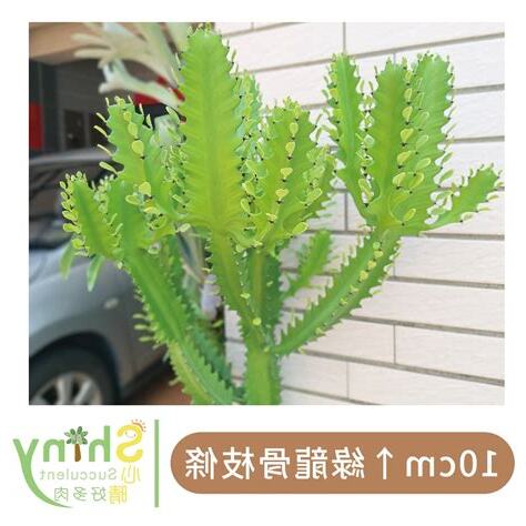 龍骨仙人掌風水