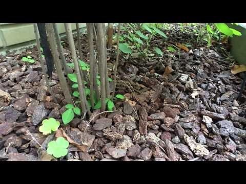 小槐花種植