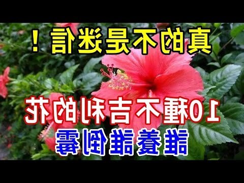 不吉利的花