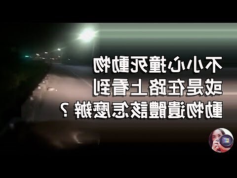 撞死貓會衰