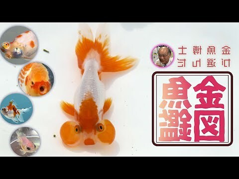 金生水個性