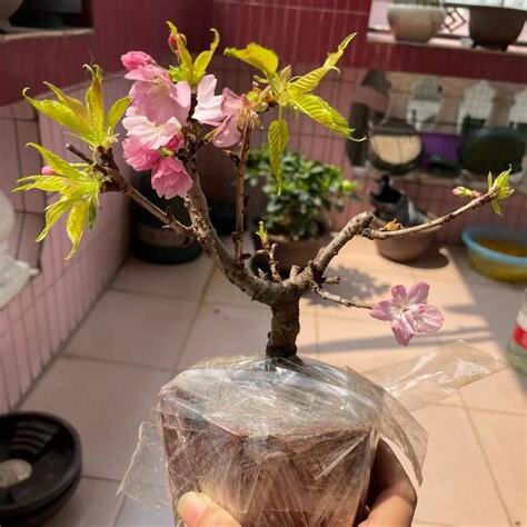家裡種櫻花好嗎