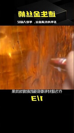 金絲楠樹
