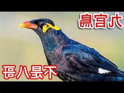 九官鳥壽命