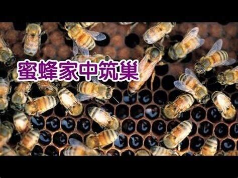 住家有蜂窩