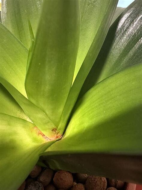 虎尾蘭生病