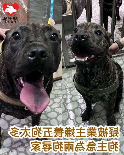 養五隻狗