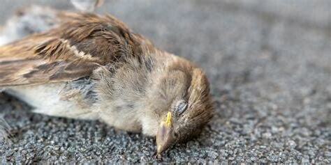 發現死鳥