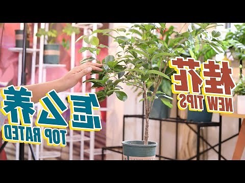 桂花種植禁忌