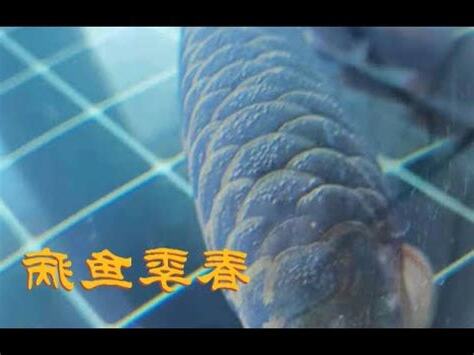 龍魚生病