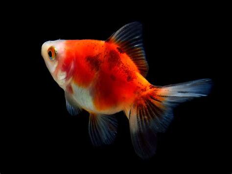 金魚變黑