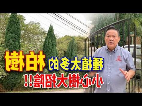 松柏樹風水