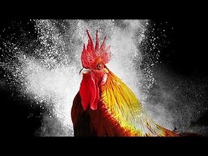 公雞晚上叫