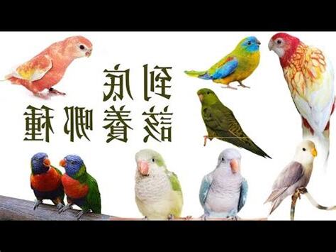 好養的鳥