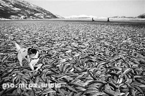 夢到很多死魚