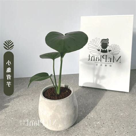 財位要放什麼植物