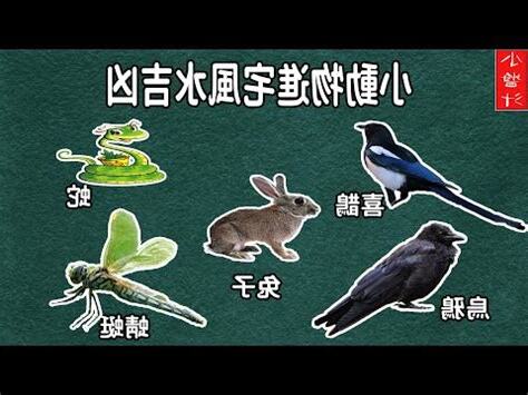 蜻蜓飛進店裡