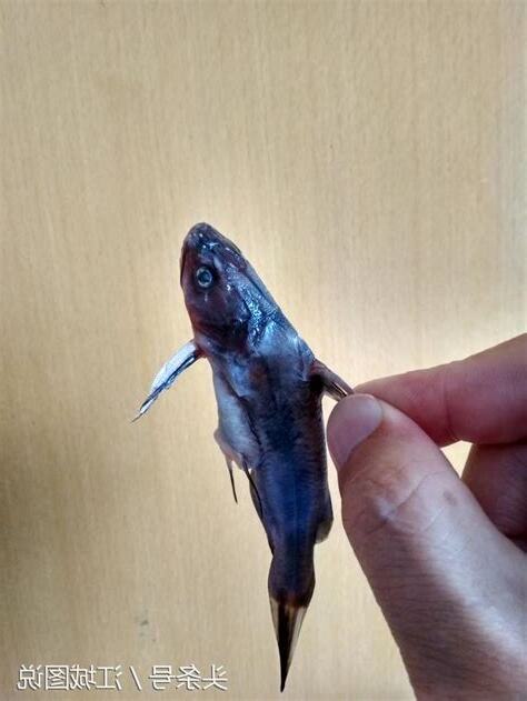 很兇的魚