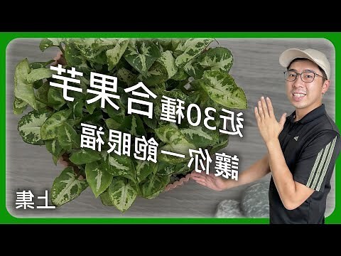 箭頭合果芋