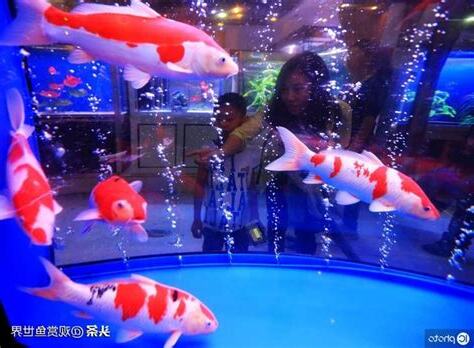 養錦鯉