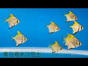 銀鯧飼養
