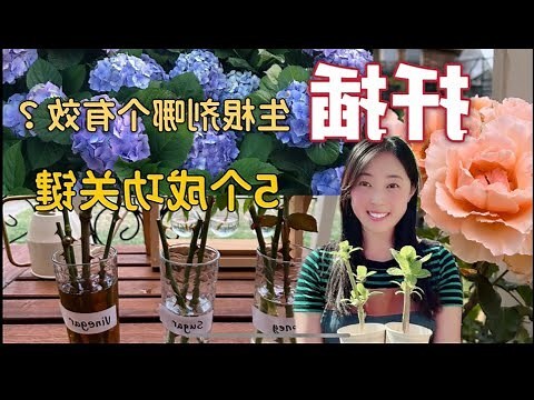 粉掌種植