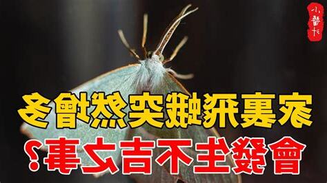 家裡有飛蛾代表什麼