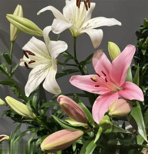 百合花可以放多久
