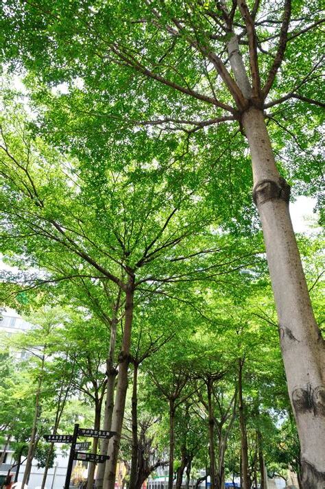 小葉欖仁有毒嗎