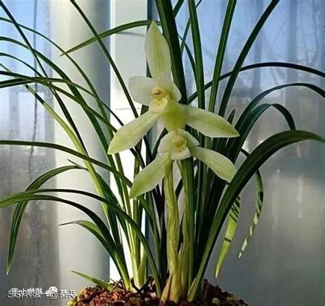 室內蘭花風水