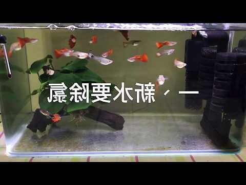 養魚先養水