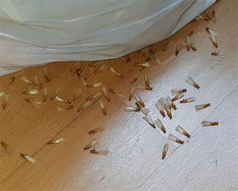 飛蛾飛到家裡