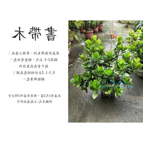 書帶木寓意