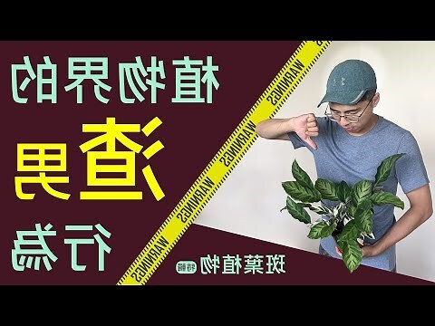 斑葉三角榕