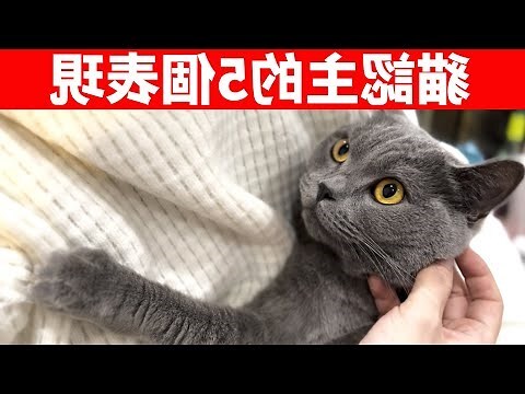 貓來家好嗎